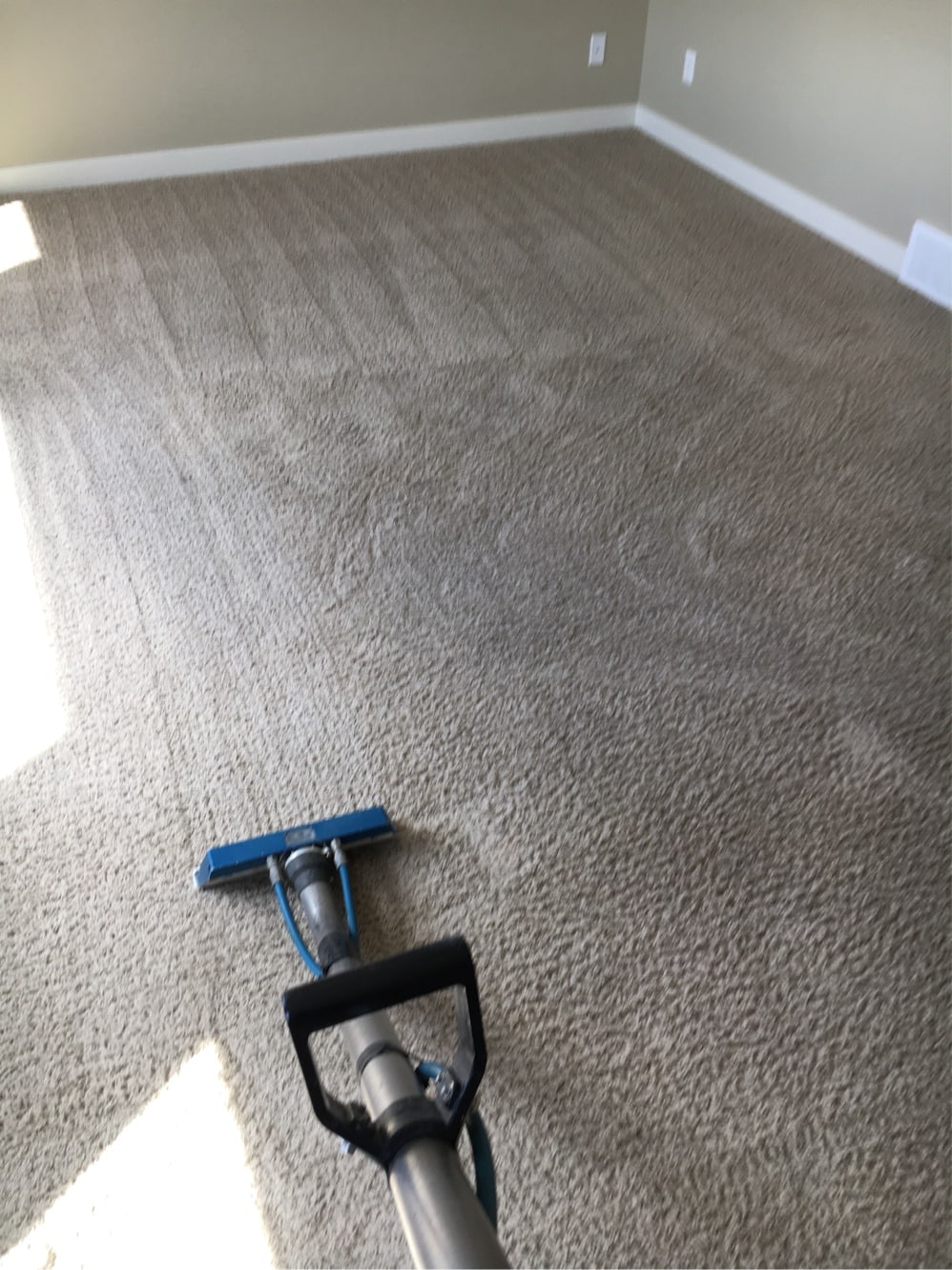 freshly cleaned carpet