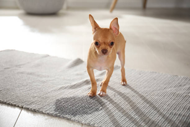 a dog standing on mat