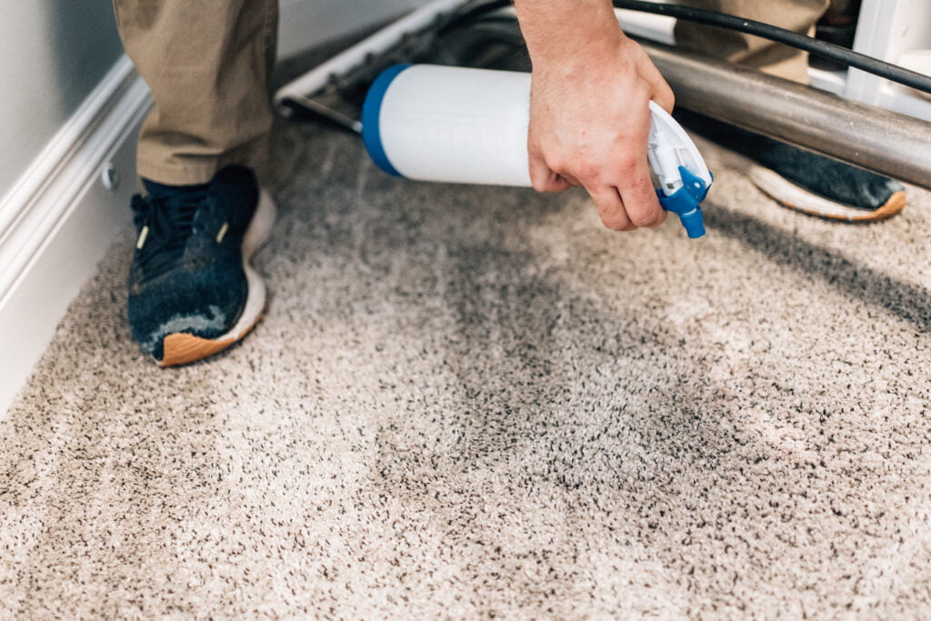 Professional carpet cleaner in Banff removing carpet stains